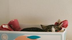 特殊文字の見える化イメージ